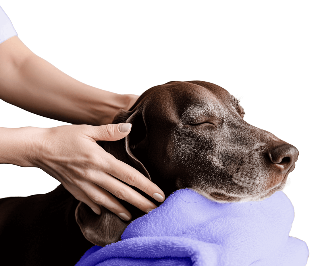 Have Any Question Pawcare Webflow Template | Brix Template