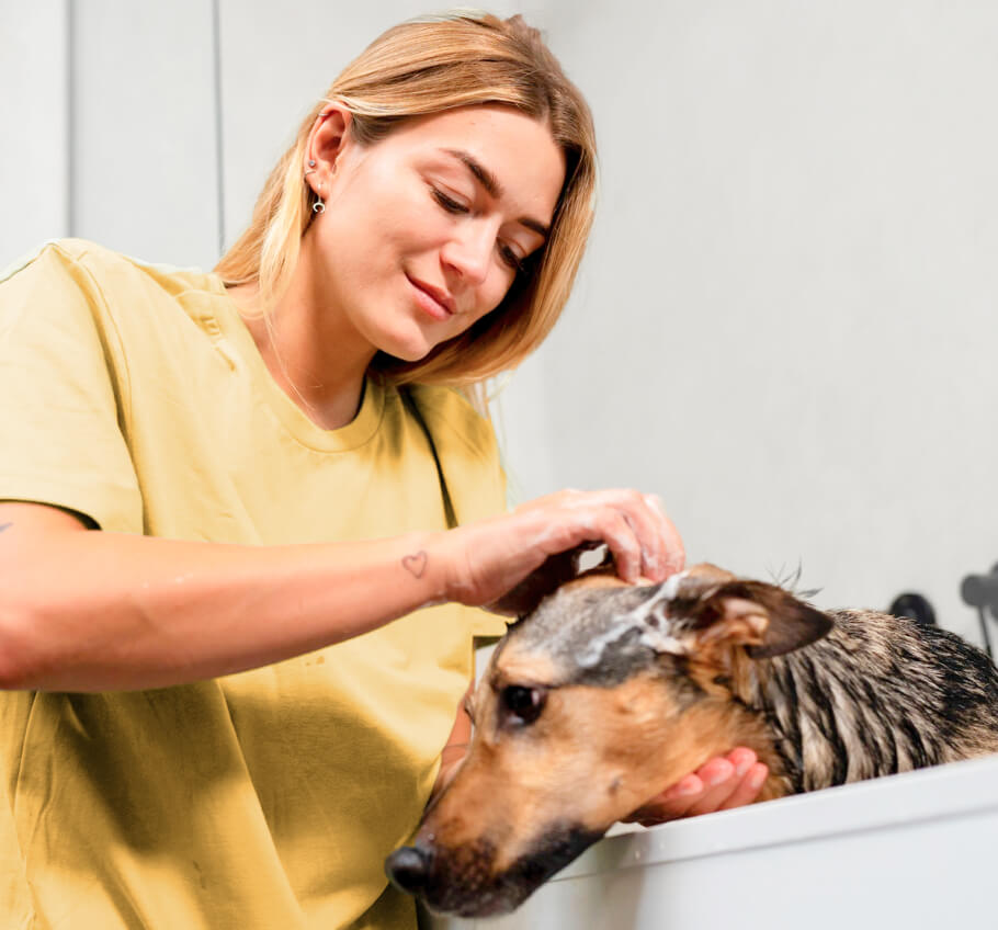 Our Services 1 Pawcare Webflow Template | Brix Templates